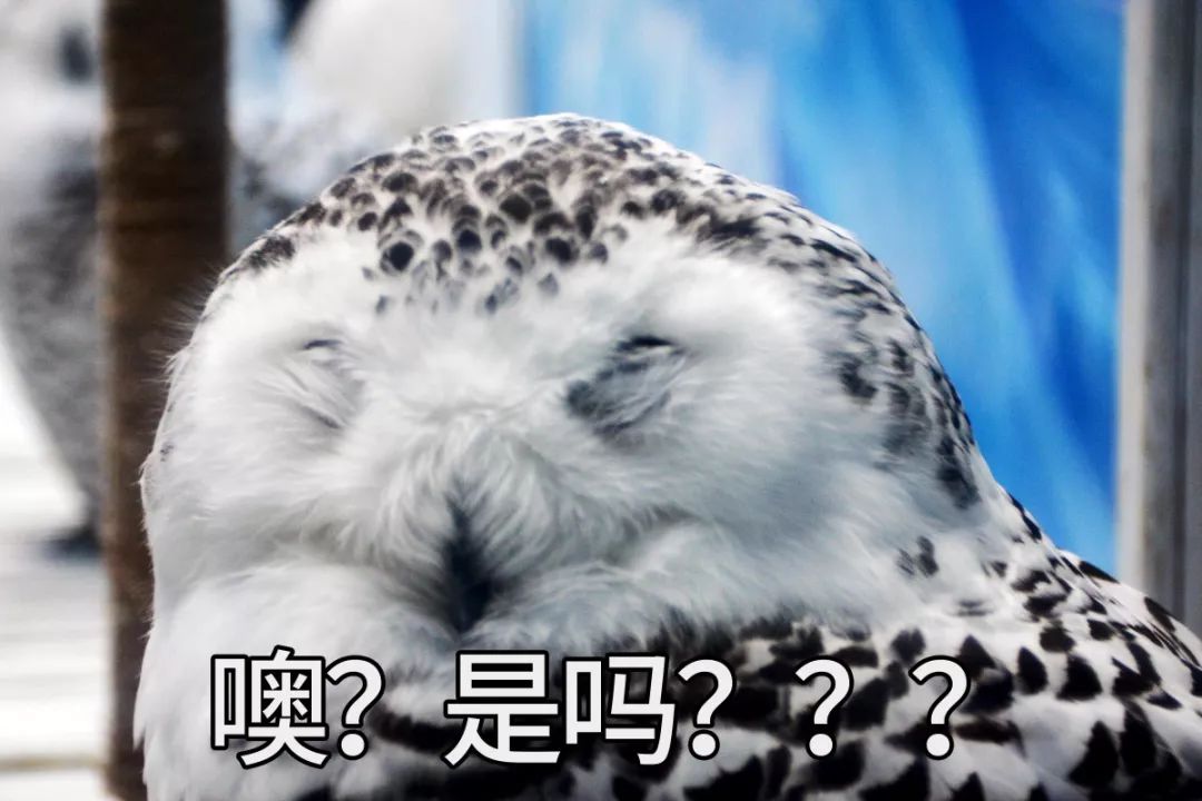 鱼撞脸的搞笑瞬间,鱼撞脸视频大全