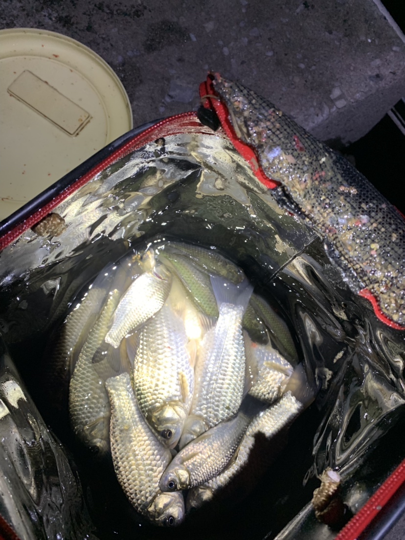 新竿开光有什么讲究,新竿开光爆护