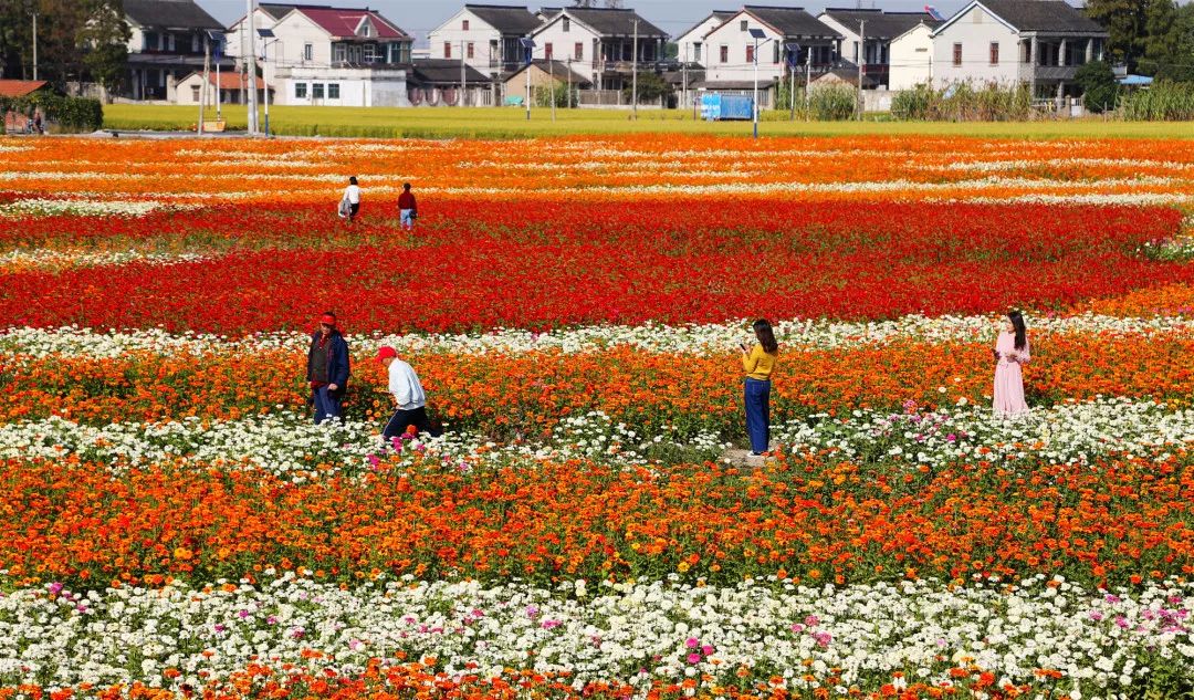 年内建成赵巷公园、翔江公园等5座公园,实现“百个公园”目标!“美丽嘉定”愈发精秀怡人