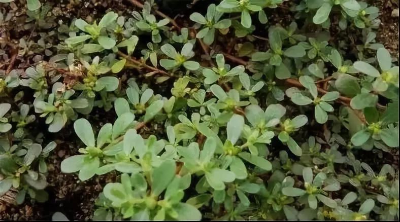 有关十二生肖的草药有哪些,十二生肖中草药食用方法