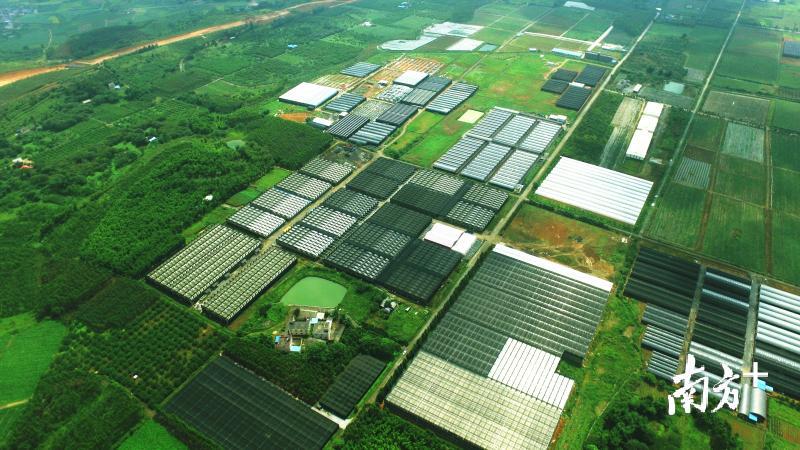 韶关翁源兰花市场,翁源县兰花业