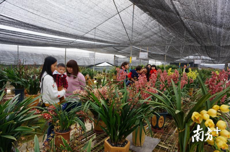 翁源打造兰花交易市场,翁源兰花市场发展规划