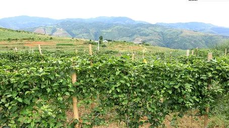 施甸：黄金百香果成增收致富的金果果