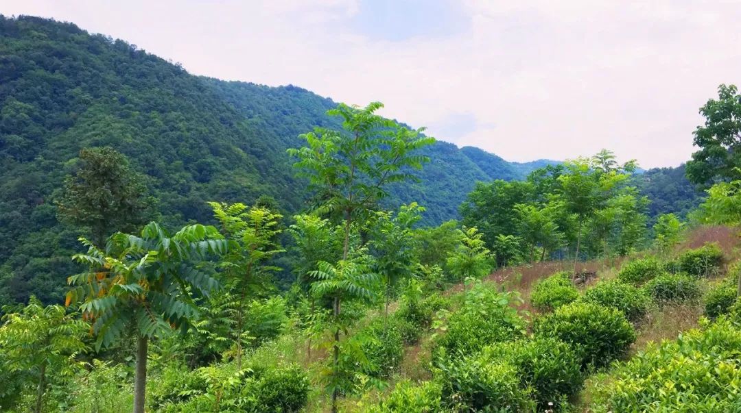 开州竹溪未来5年规划,竹溪中峰镇未来规划