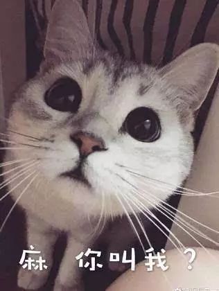 谁还不是个小可爱呢下一句,谁还不是小可爱