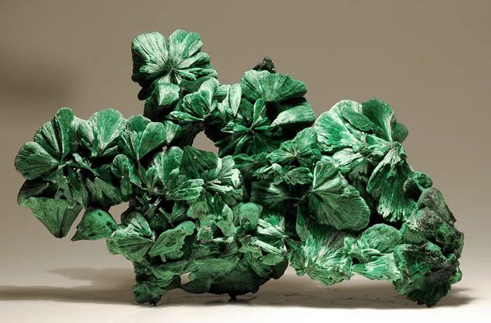 谁还不是个小可爱呢下一句,谁还不是小可爱