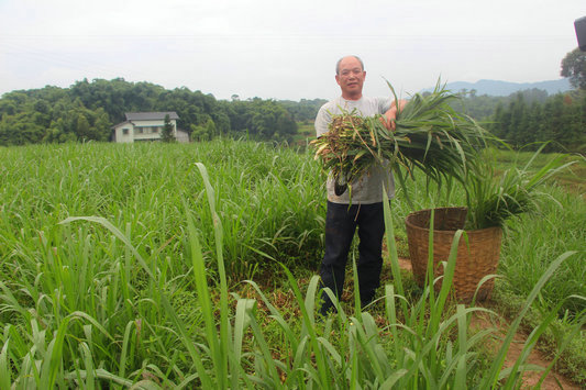 返乡创业种草养牛赚得欢