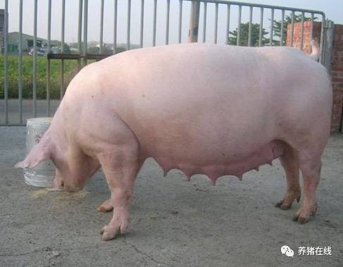 提高猪配种成功率，一次就中的七点关键！「四川恒通」