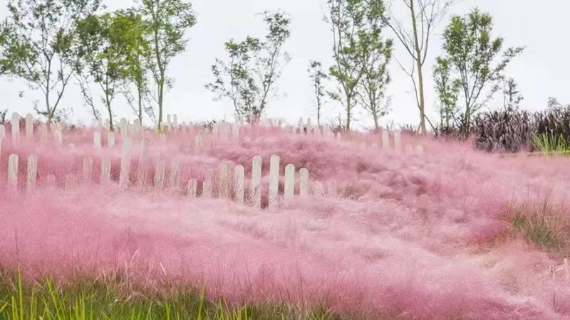 粉黛乱子草网红打卡地成都免费,美到炸网红粉黛乱子草就在双流