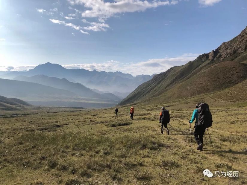 博格达雪莲,博格达天山雪莲