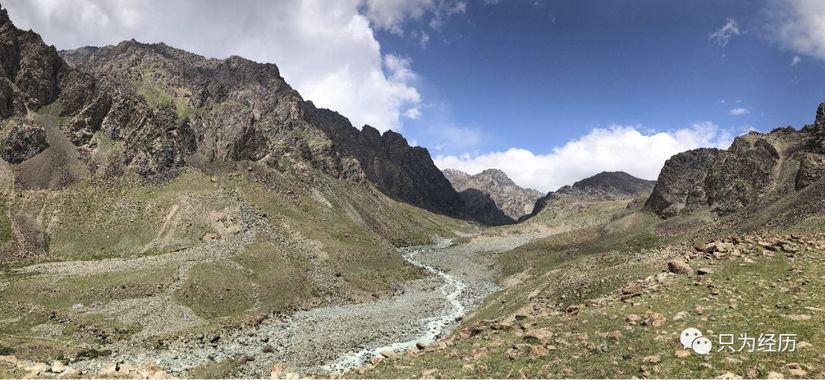 博格达雪莲,博格达天山雪莲