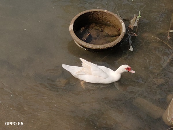 OPPOK5开箱上手:6400万超清四摄+30W闪充赛博金属意外好看