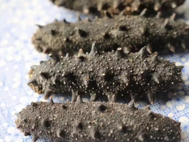 加拿大海参购买,购买加拿大海参