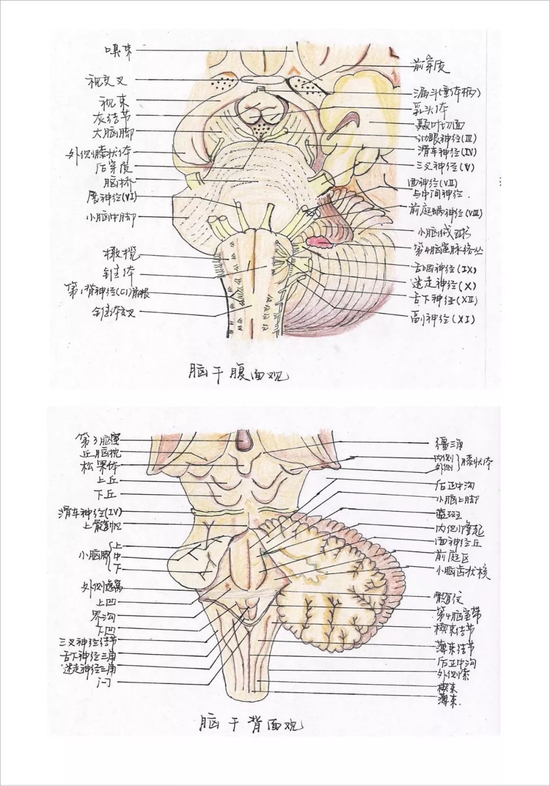 医生：这届年轻人普遍肾虚