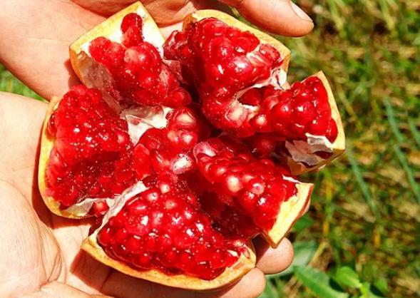 两岁的宝宝吃石榴要不要吐籽,吃石榴需要吐籽吗