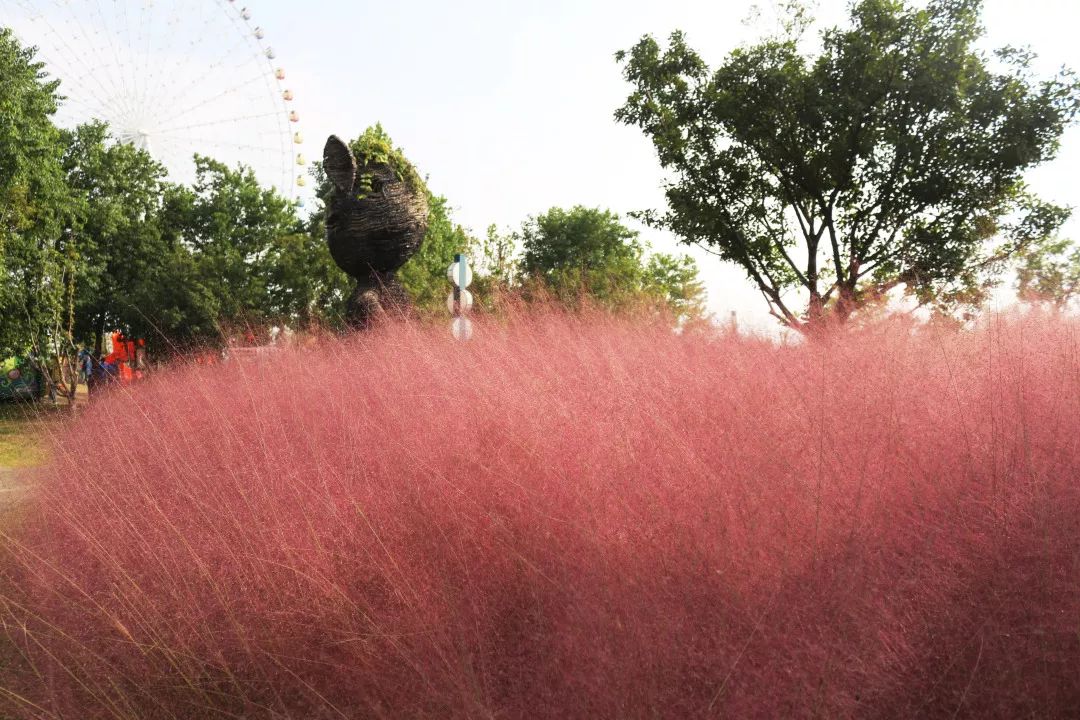 黄石赏菊,黄石哪里可以赏菊