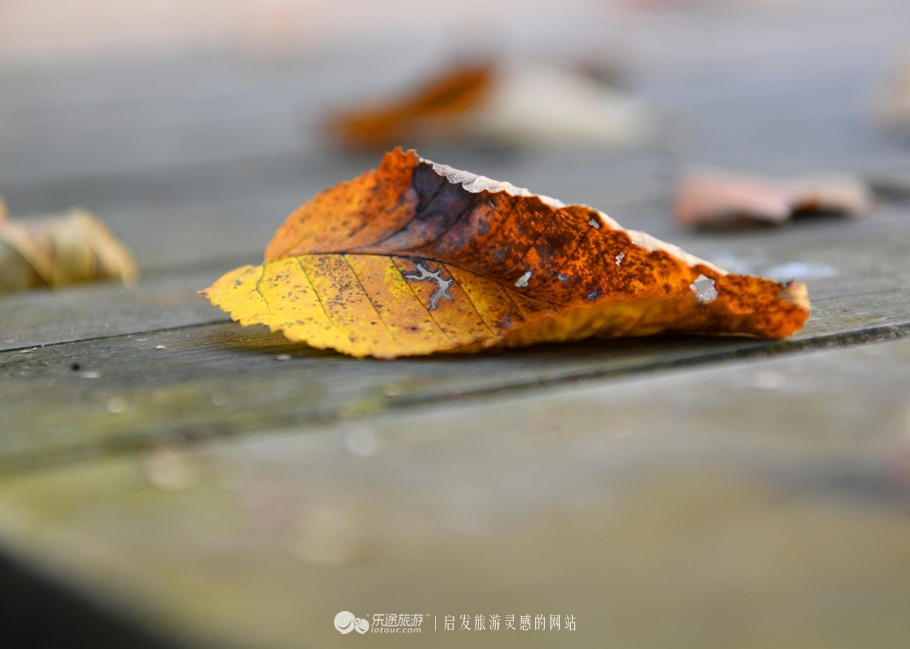 落英缤纷的是叶子还是凄美？