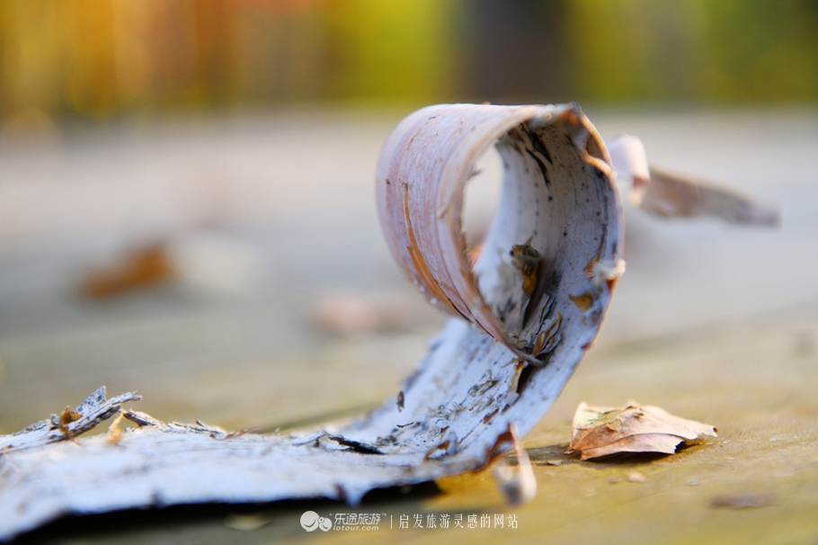 落英缤纷指的是哪个季节,落英缤纷是美景吗