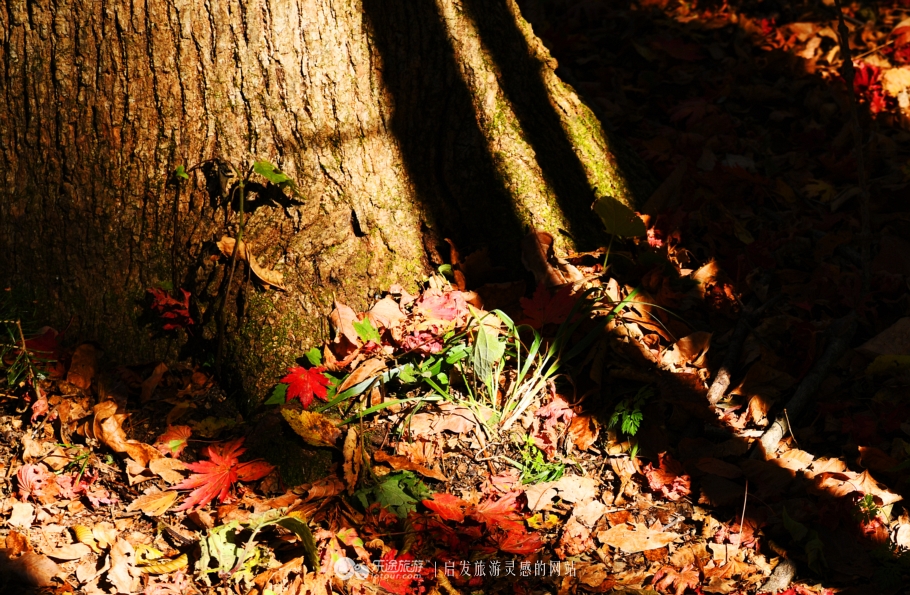 落英缤纷的是叶子还是凄美？