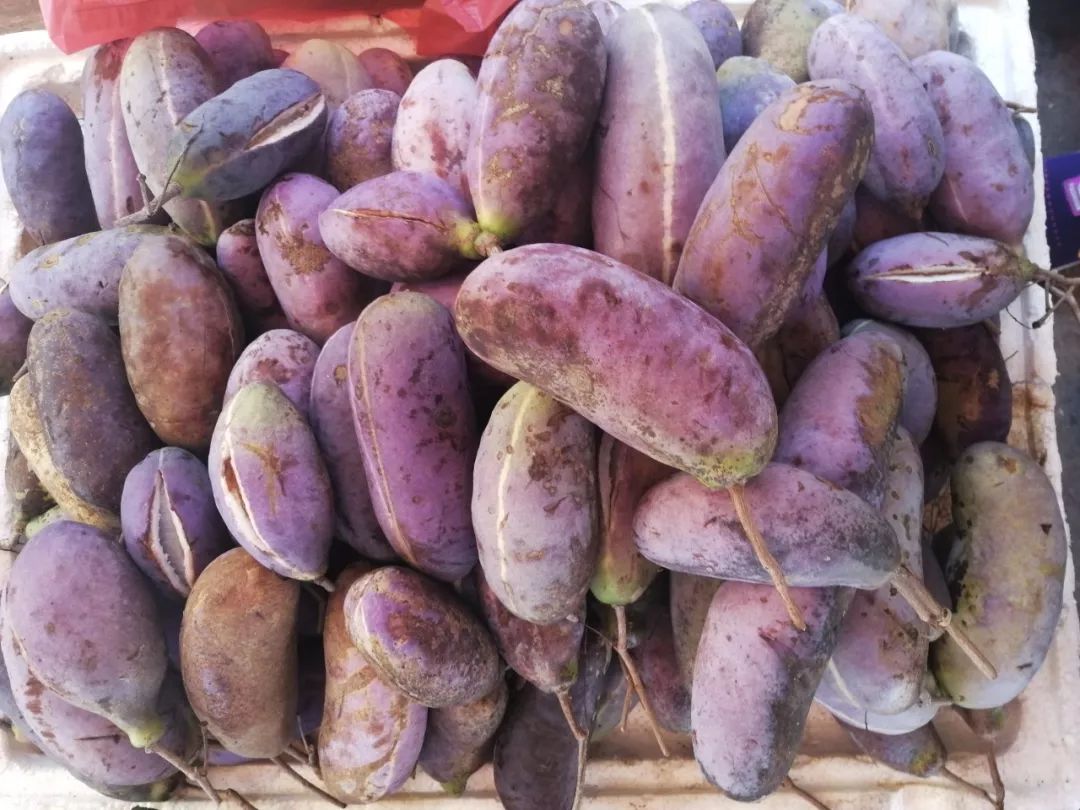 桂林特产野生果,广西桂林冬天山上的野果