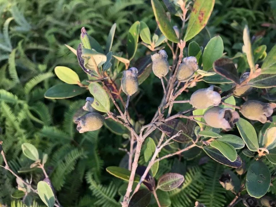 桂林特产野生果,广西桂林冬天山上的野果