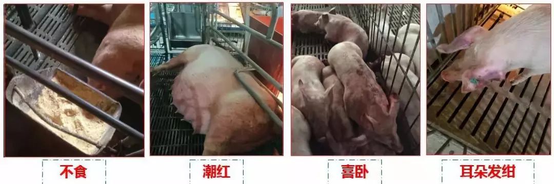 养猪拔牙是什么意思啊,猪场拔牙的正确方法