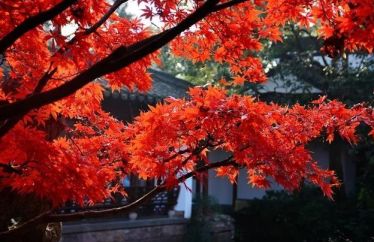 河南孕妇自然受孕生下四胞胎,河南一孕妇意外产子