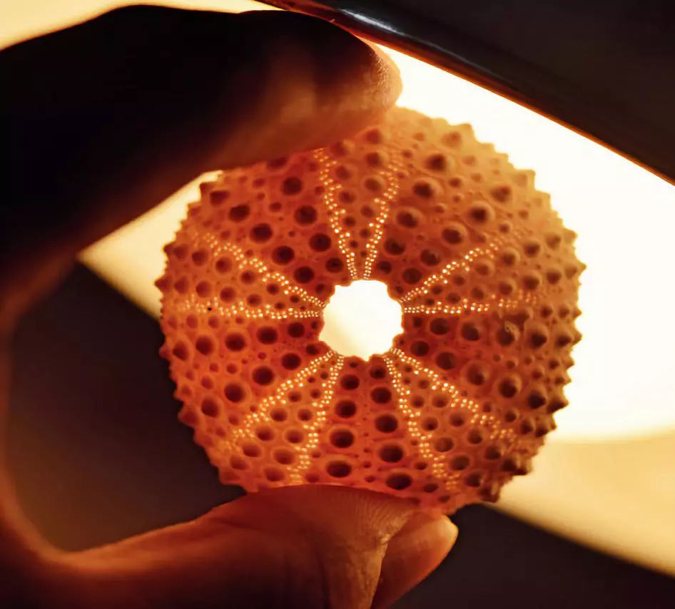 为什么海胆走路要“屁股”朝天