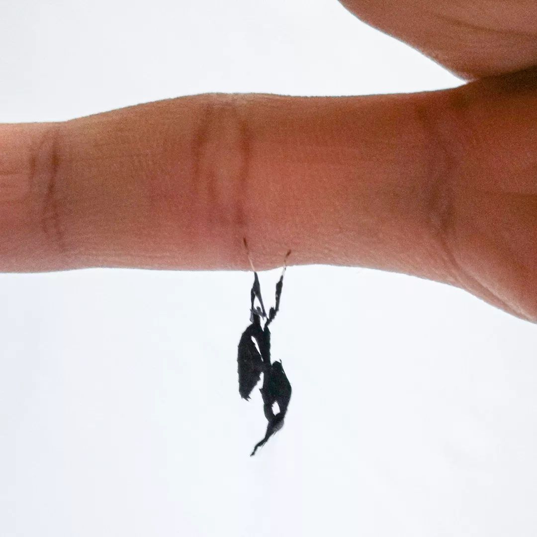 宠物大比拼螃蟹,宠物种类大比拼