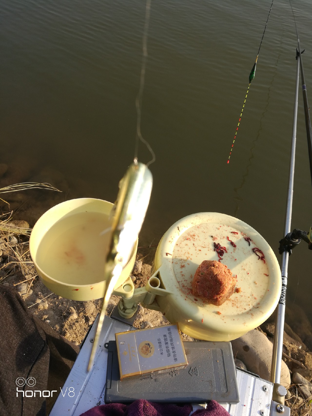 初春野河钓小杂鱼,野钓避杂鱼