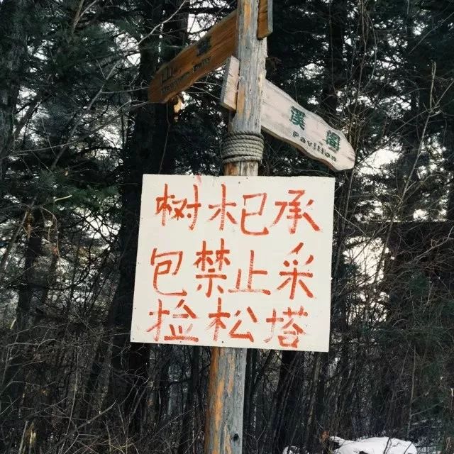 我的野保坑是这样填出来的：打豆豆，就酱