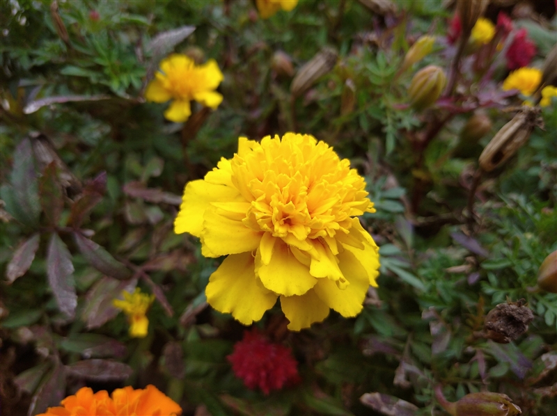 红米8a续航时间测评,红米8支持多少快充