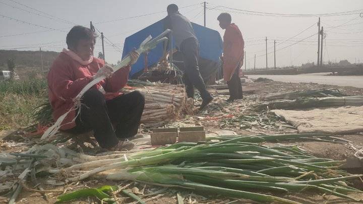 章丘大葱的现状,大葱突然下跌是什么原因