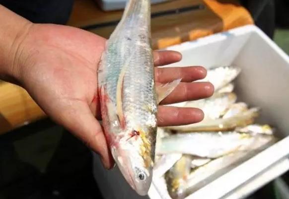 国内最贵的6种“顶级食材”，家里有矿才吃过，只能远观