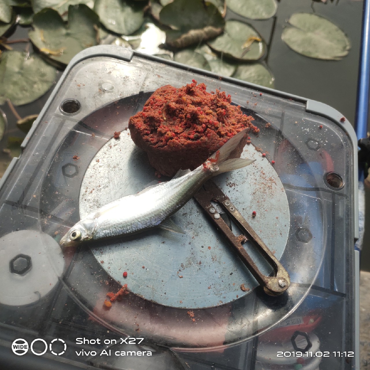 坚持就是胜利,收竿鱼喜获漂亮大板一尾