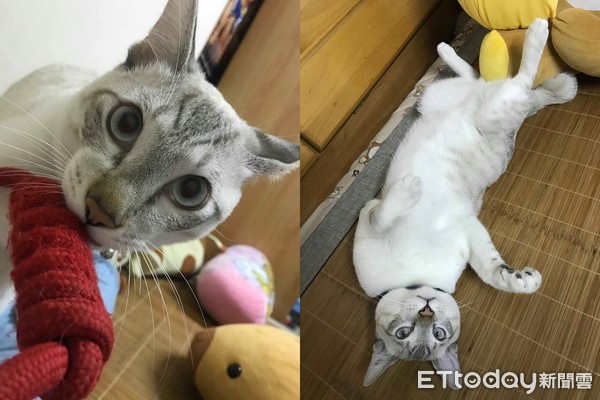 快起床!猫推行李箱害奴才脑震荡