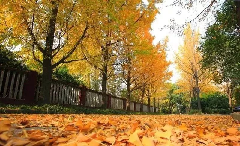 精心整理的成都超全旅游攻略,成都旅游攻略必看30条