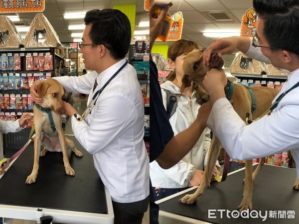 毛孩子有牙结石,毛孩子长牙结石了怎么办