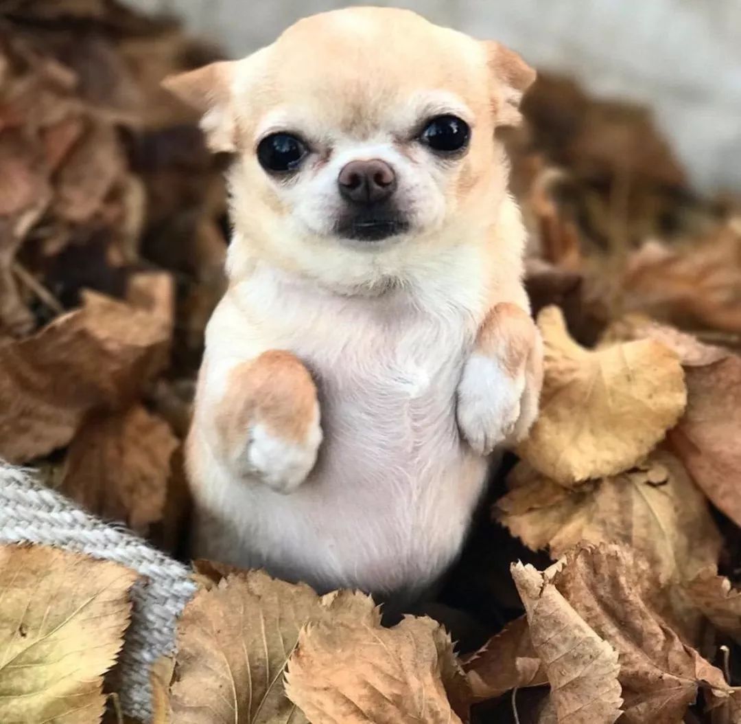 养狗的20个技巧,养狗最推荐养什么