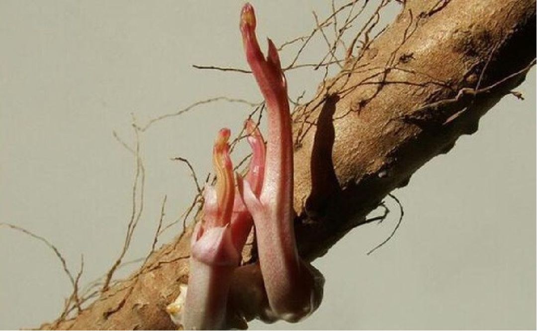 那些发芽的食物还能吃吗,发芽的食物不能吃一文告诉你真相