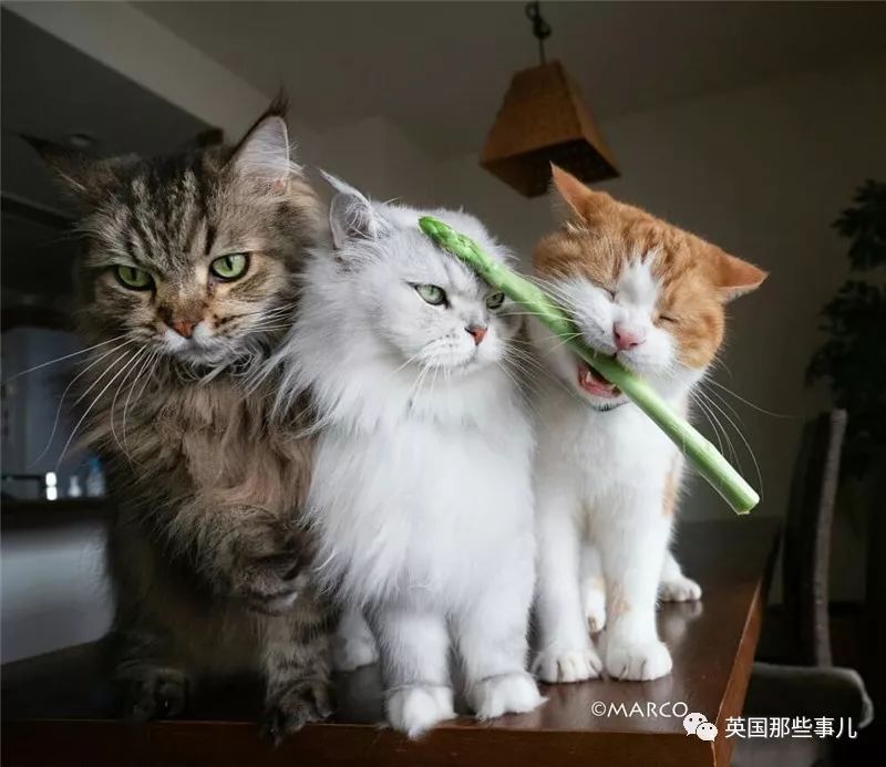 喵星人吃起来真香看的都想吃一口 (喂喵星人吃饭一副生无可恋的表情)