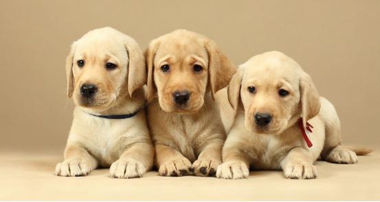 十种最受欢迎的宠物狗,哪一种宠物狗最可爱最听话最好养