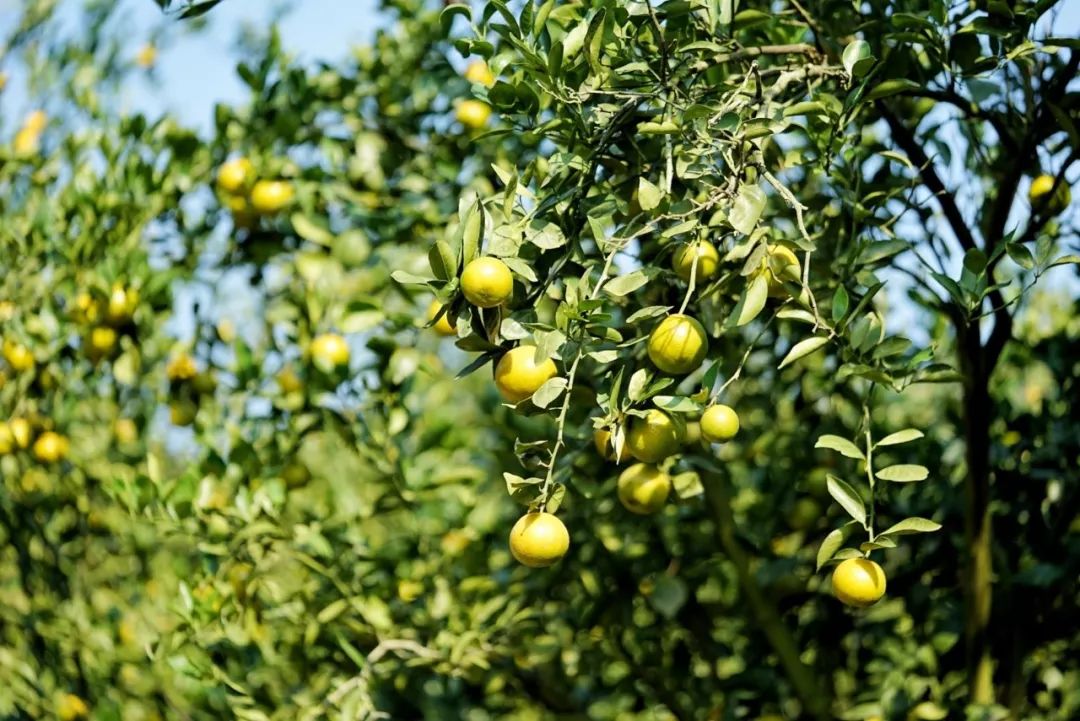 认识下广东人从小吃到大的宝藏水果,像冬季里清甜的山泉