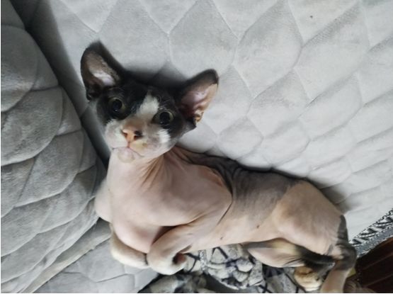 惹蜘蛛,惹了蜘蛛蜘蛛会记仇吗