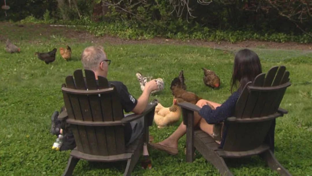 通过鸡来获得的优越感