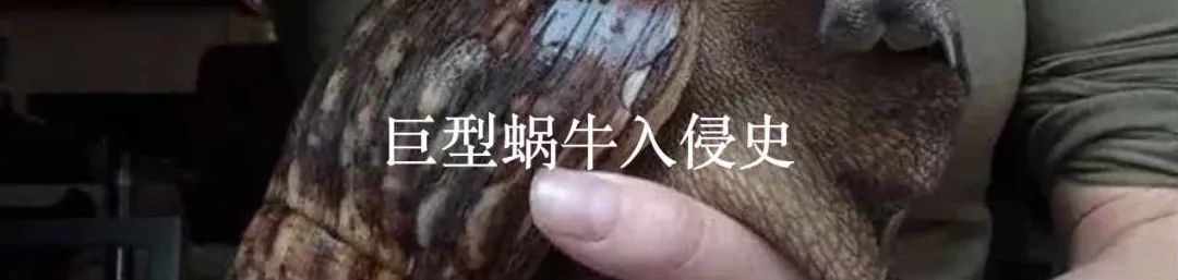 通过鸡来获得的优越感