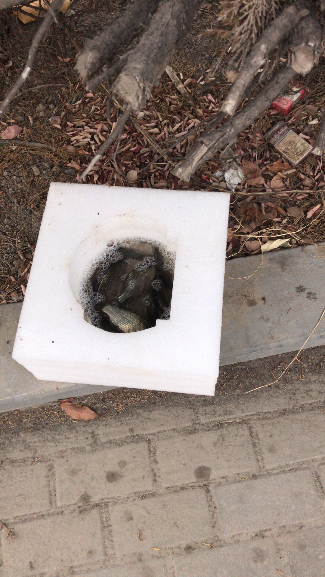 野钓垂钓实录,野钓钓鱼视频实战