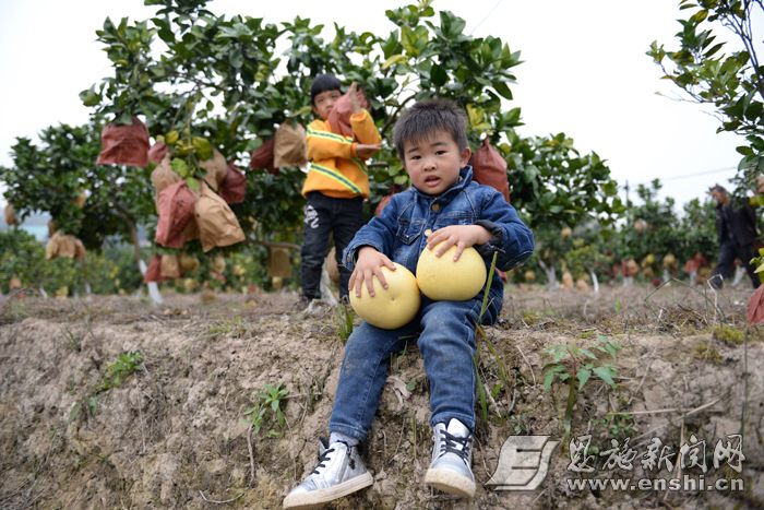 以柚子为名,以柚为名珐琅锅
