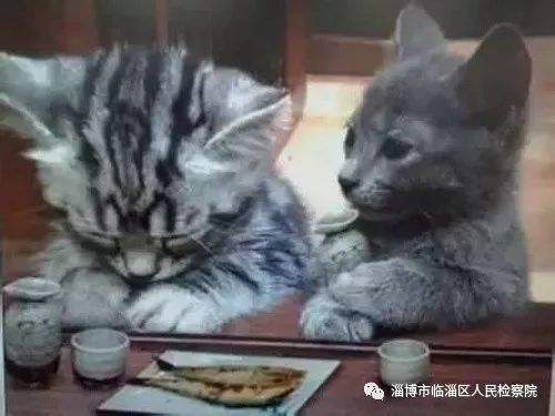 我是一只猫直播,我是一只猫现场