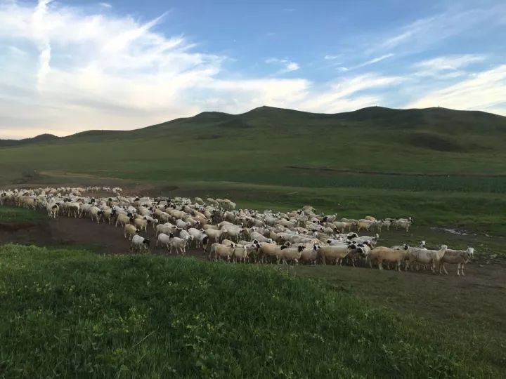 口味太重！开车1个小时！老桐乡吃货推荐：羊枪羊炮羊眼全安排上了……